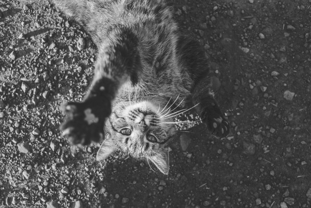defenderse como gato panza arriba