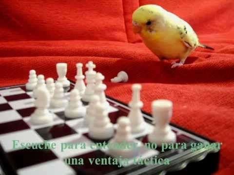 PRINCIPIOS DEL AIKIDO VERBAL